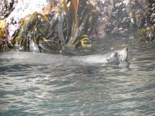 This youngster was in the water staying cool.