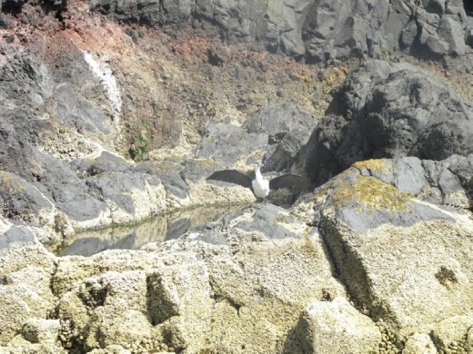 Is this bird working on a tan for his wings?