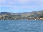 The drive back to Akaroa from the lighthouse and Green's Point.: by taylortreks, Views[263]