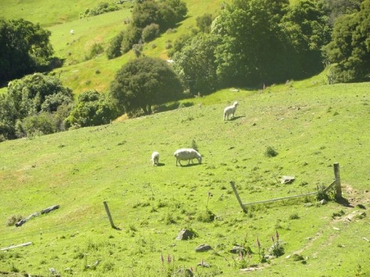 No matter where you go, there's always sheep!