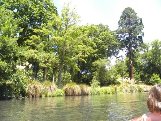 The giant Sequoia came from the USA. The sequoias aren't strong here, because they grow too quickly and are spongey on the inside.