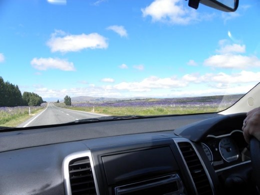 Look at all the lupines!