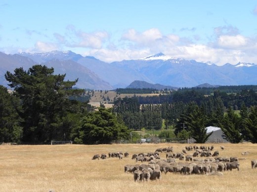 Alpine landscapes on the way to Wanaka.
