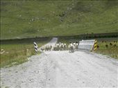 The free-roaming sheep decided they wanted to cross the bridge NOW.: by taylortreks, Views[227]