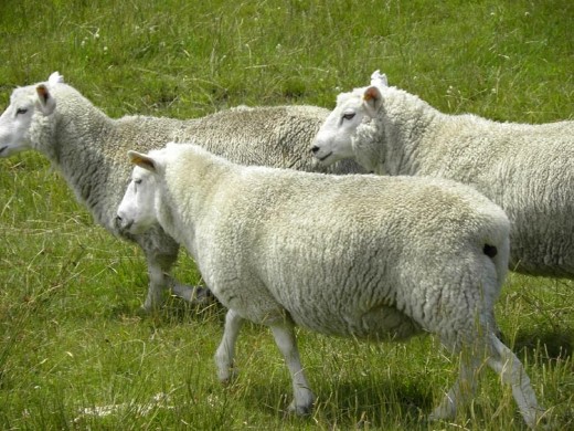 We were up close and personal with the sheep as they passed by.