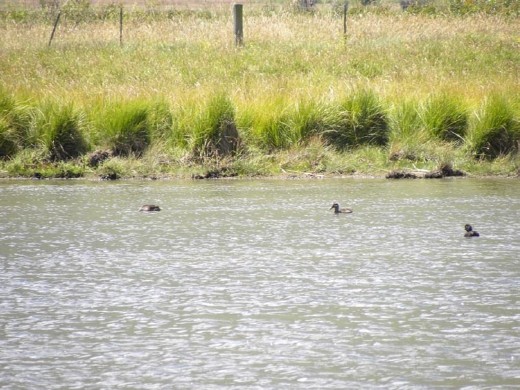 And the swan chicks out for a swim!