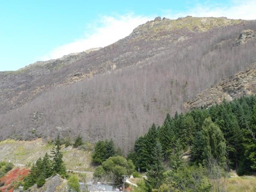 The government is killing 