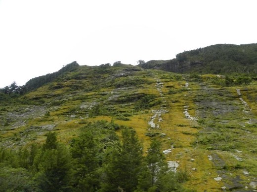 This treevalanche happened about 20 years ago. The lichen is setting up housekeeping again.