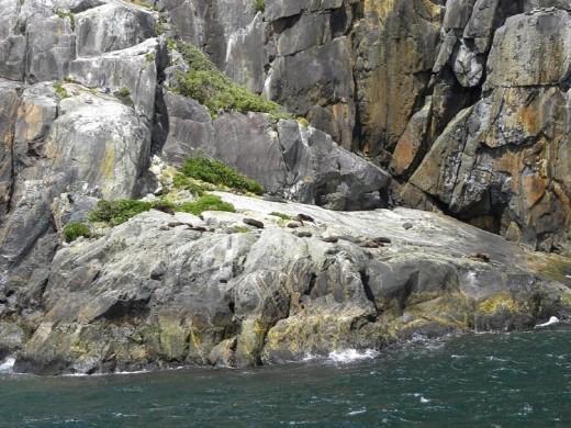 Those lumps are seals enjoying some sunshine.