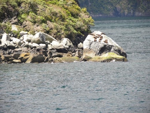 The appropriately named Seal Point.