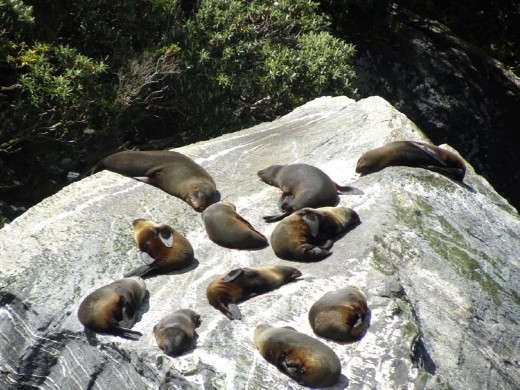 These seals are content and zonked out. They didn't even look at us as we sailed by.