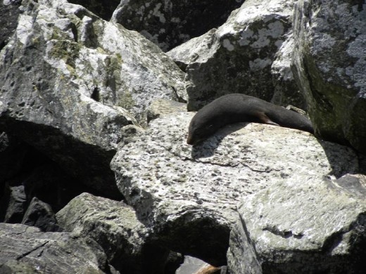 This seal went around the corner to get away from it all. Well, except us.