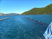 On the left – harvested mussels. You can tell because the buoys are riding high in the water. On the right – mussels still growing and waiting to get harvested. The bouys are riding low in the water, due to the weight of the mussels on the line.: by taylortreks, Views[159]