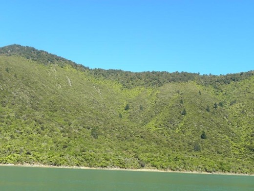 Pine trees ( a cash crop) can be seen on most of this hill. The native 