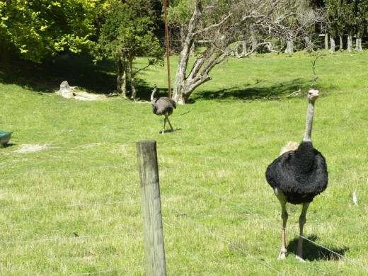 We didn't expect to see ostriches while we were stretching our legs. The darker guy up close is the male. The lighter colored ostrich is the female.