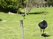 We didn't expect to see ostriches while we were stretching our legs. The darker guy up close is the male. The lighter colored ostrich is the female.: by taylortreks, Views[214]