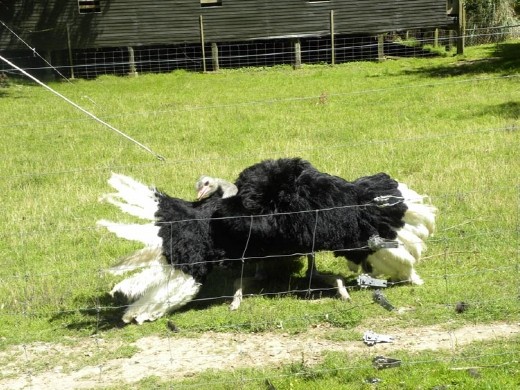 The male does a mating dance. He waved his neck/head back and forth across his body. It made my neck hurt watching him!