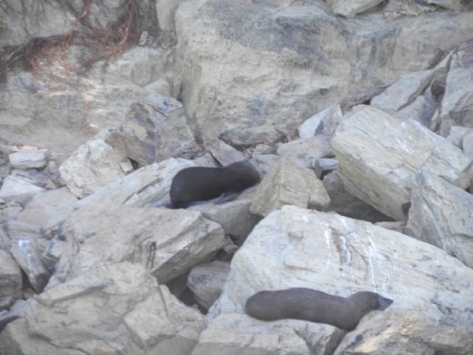 I hope he's keeping a good lookout. These guys wouldn't hear a bomb going off!