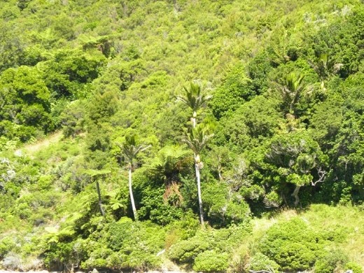 Lookit! There's palm trees hiding in there!