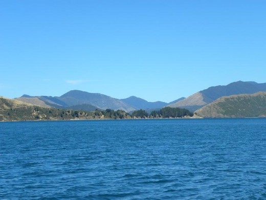 But trees always made an appearance somewhere.