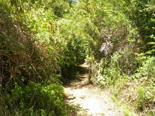 The loop trail wound through thick undergrowth. It was a hot, sticky day. It made the sandfly bites really itch!
