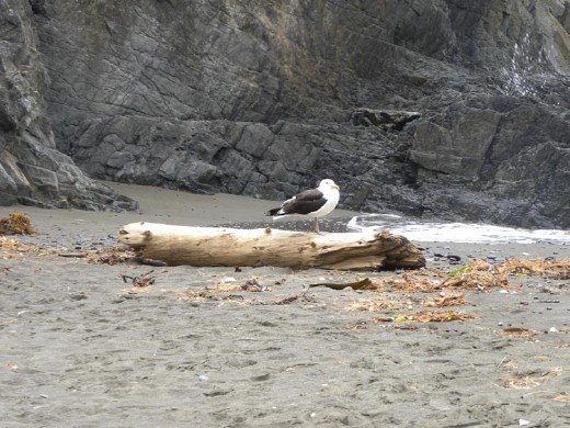 Up close and person with the sea gull. He kept an eye on us!