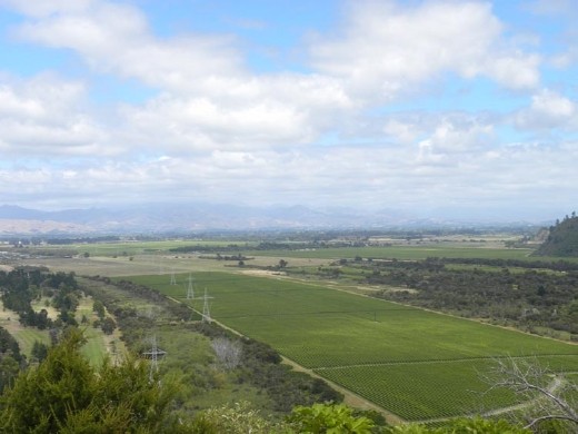Cloudy Bay is off to the left, this is the view toward Blenheim and a lovely vineyard right below us.
