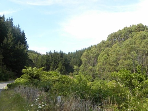 We drove through densely wooded areas before arriving at the park.