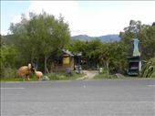 There's an interesting gift shop across the street from the visitor's kiosk.: by taylortreks, Views[242]