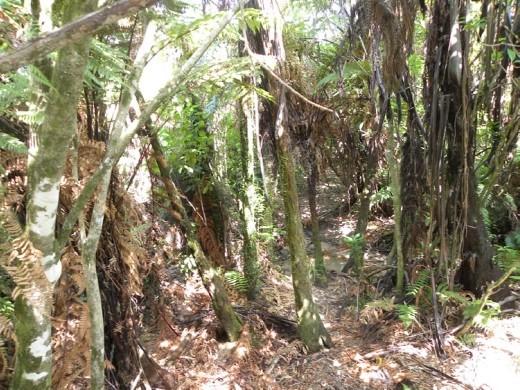 Thank goodness there's a good path through this jungle!