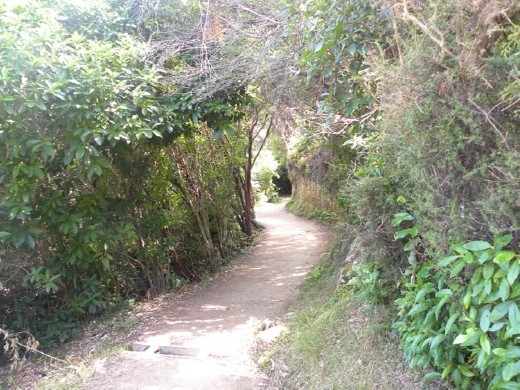 Ahhhhh! The nice trail. We have to admit that the Department of Conservation in NZ did a FANTASTIC job of maintaining trails all over the country.
