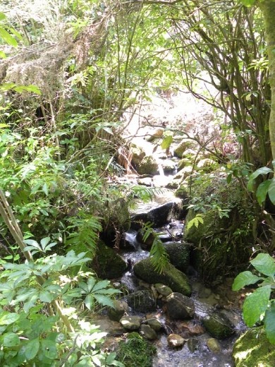 Culvert Creek makes its way to the sea.