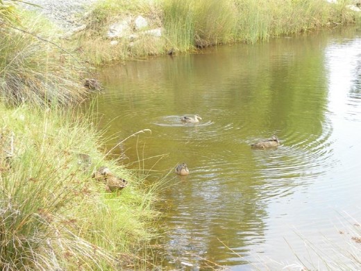 On our way back, we noticed the duckies taking it easy in the tidal pool. One of many!