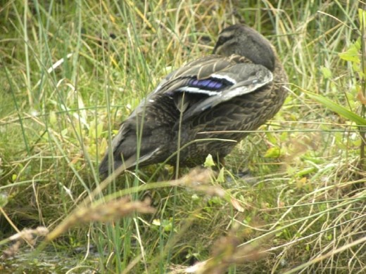 These ducks had a pretty blue band in their feathers.