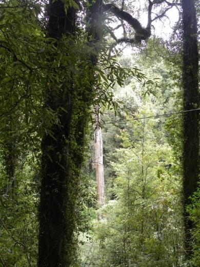 See that tree up close on the left? It's REALLY close to the wire, so you have to make sure you start with your arms close in. Otherwise, the rest of the zip is gonna be very painful!