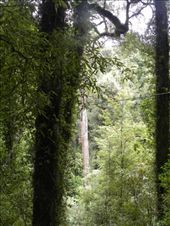 See that tree up close on the left? It's REALLY close to the wire, so you have to make sure you start with your arms close in. Otherwise, the rest of the zip is gonna be very painful!: by taylortreks, Views[197]