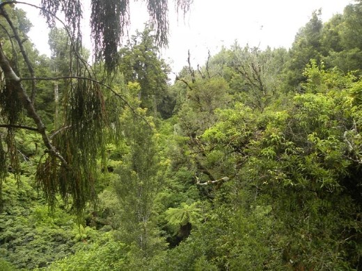 The native bush was quite dense and we had plenty of time to view the jungle!