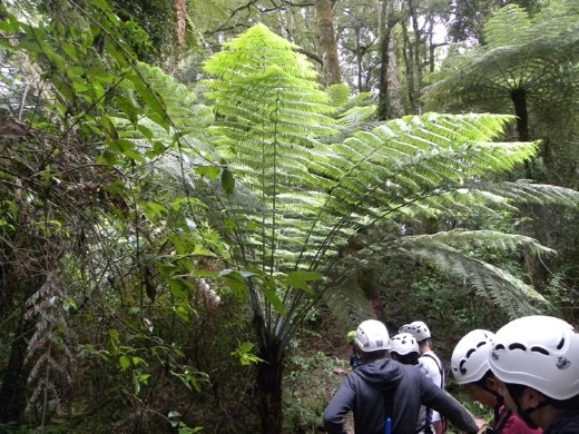 Here's a great specimen of a silver fern. New Zealand uses the silver fern frequently as a country symbol. You can see it on the All Blacks Rugby teams' jerseys, too.