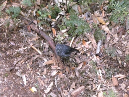 This NZ Robin came to see if we brought any food with us.