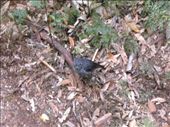 This NZ Robin came to see if we brought any food with us.: by taylortreks, Views[371]