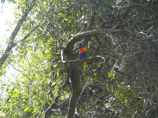 Birds abound in the gardens. Here's a brightly colored parrot.