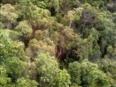 Luckily, we could look down on the vegetation below us. Yup, it's a rainforest! The vegetation is quite varied.: by taylortreks, Views[179]