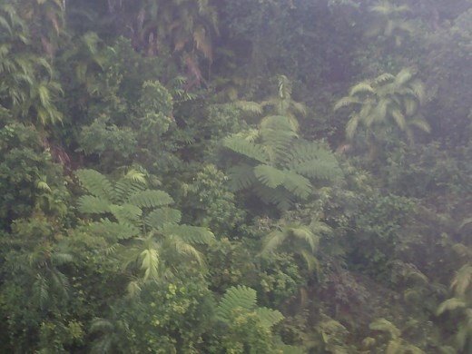 At this point in the trip, the fern-like plants tended to dominate.