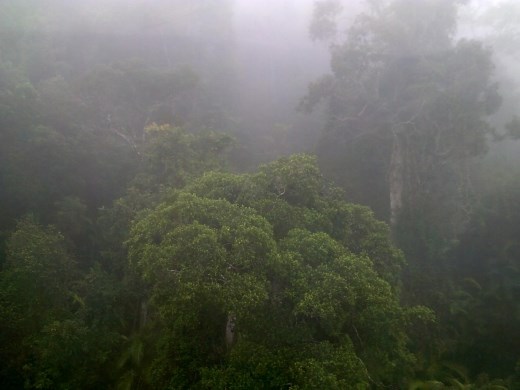 Then we got the Kauri trees.
