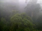Then we got the Kauri trees.: by taylortreks, Views[185]