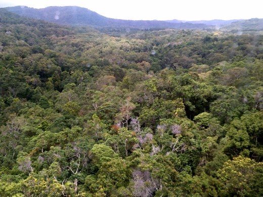 Once on top, the rainforest stretched out in all directions.