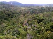 Once on top, the rainforest stretched out in all directions.: by taylortreks, Views[155]