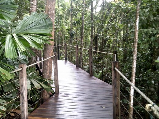 The raised walkways gave us an up close and personal view of the bottom of the rainforest.