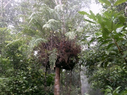 The ferns were pretty clever, they create their own planter on other trees, so they could get closer to the sunlight.