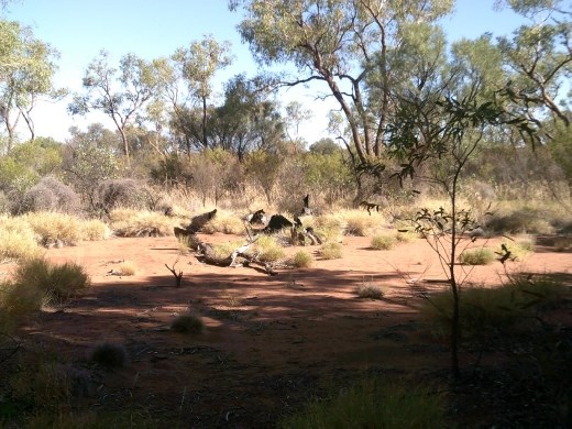 Men regularly used fire to clear underbrush and keep plants healthy.